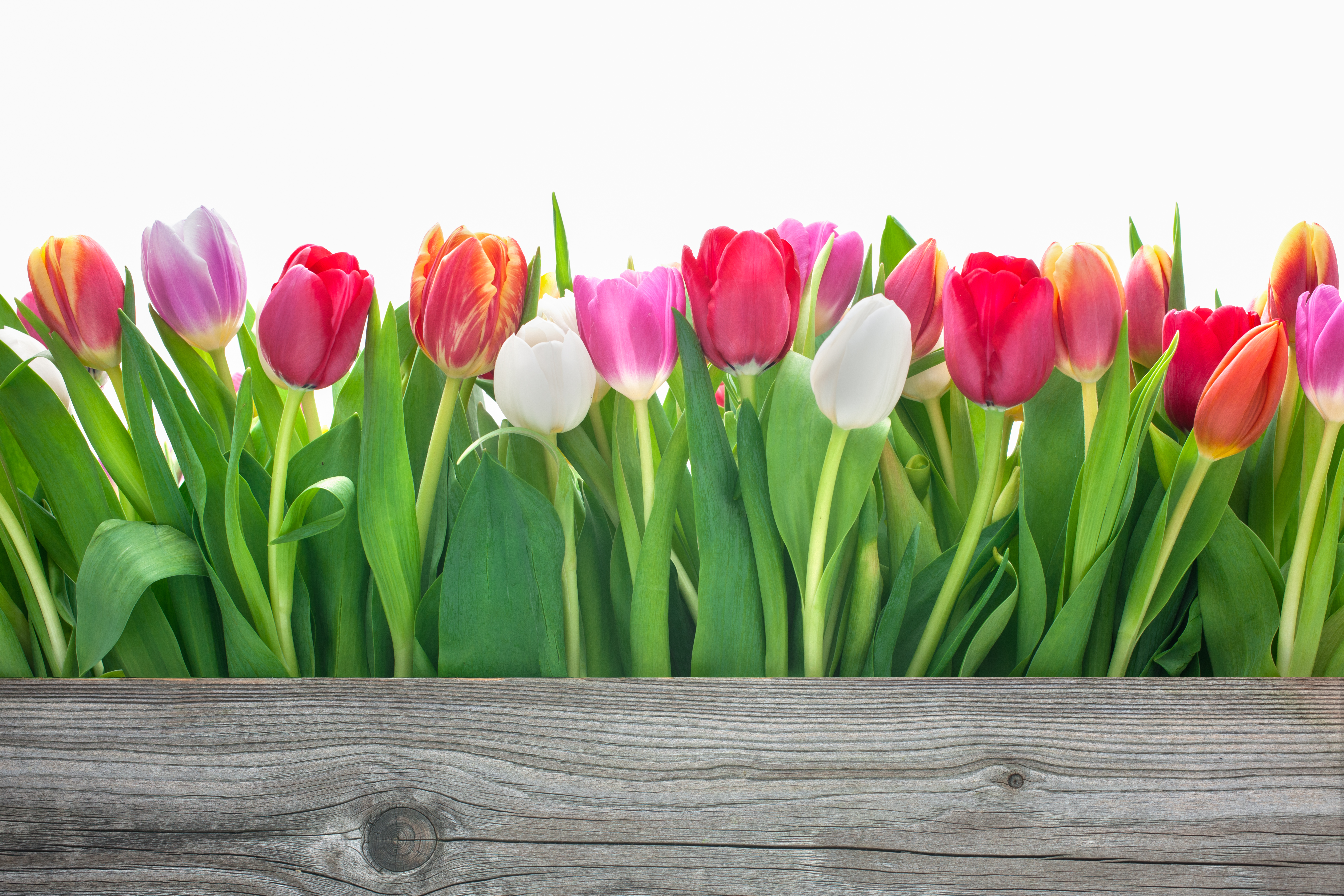 spring tulips flowers